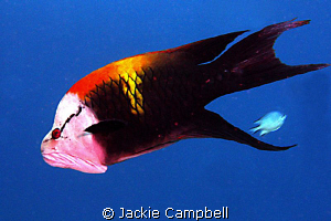 Slingjaw Wrasse.......canon G9 with internal strobe, the ... by Jackie Campbell 